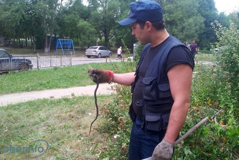 Во дворе череповецкой многоэтажки жильцы обнаружили змею