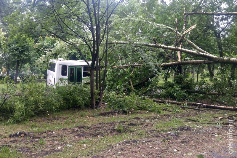 Несколько десятков деревьев упало (в т.ч. на машины) от ветра в Череповце 20.06.2018,